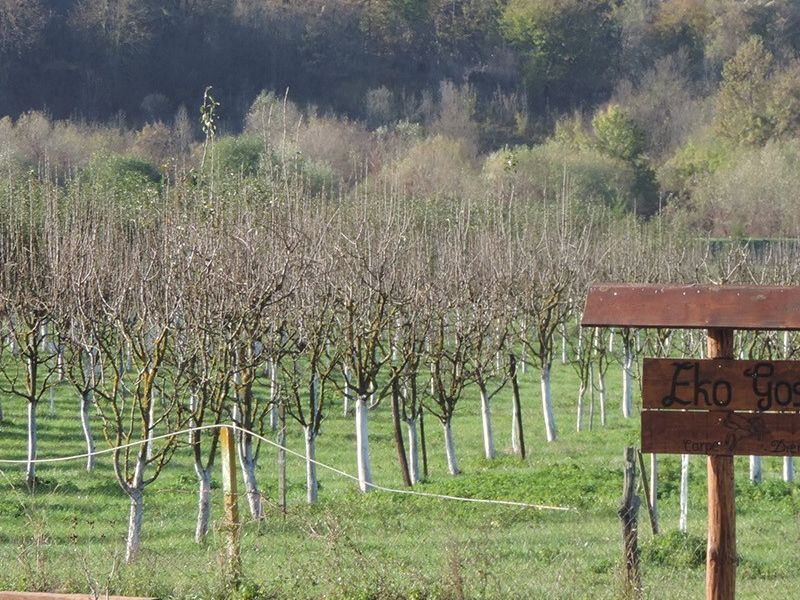 ekološki uzgoj voća