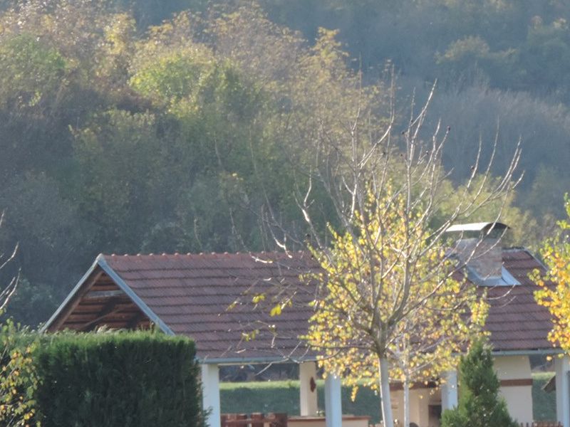 ekološki uzgoj ovaca